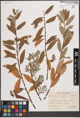 Foto von Salix caprea L. x Salix repens L. x Salix viminalis L.